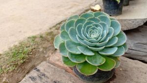 5 Tips Merawat Tanaman Hias Lebih Mudah